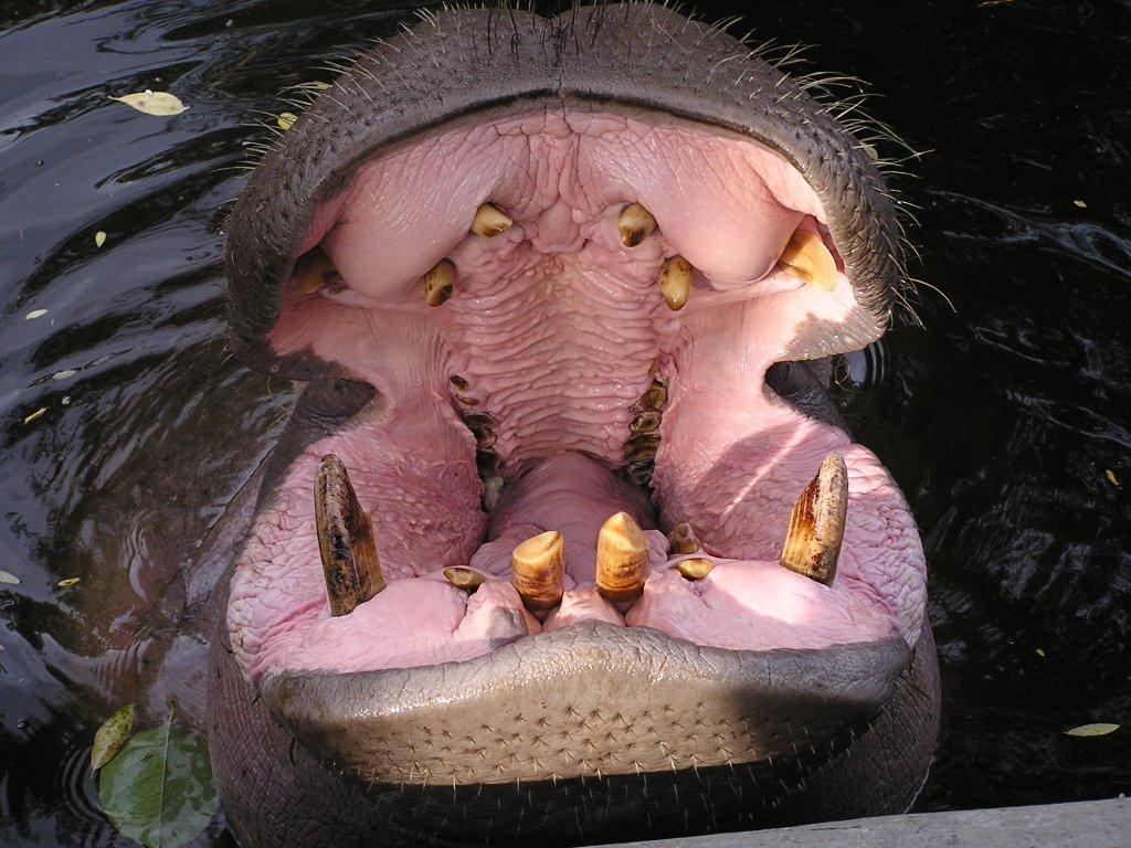 big-yawn-pic-hippo-lo.jpg